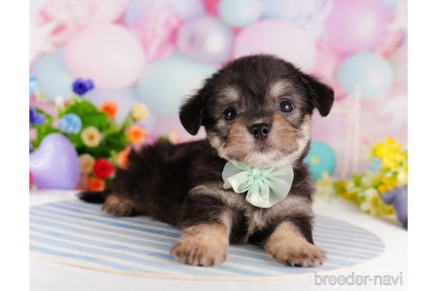 成約済の東京都のミックス犬-329920の6枚目